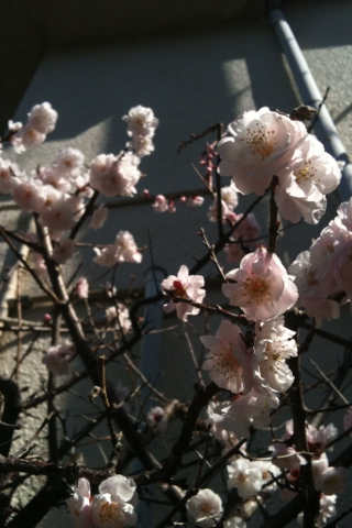 IMG_4171.png